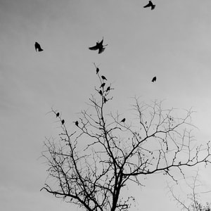 黑白-手机摄影-自然-生命-飞鸟 图片素材