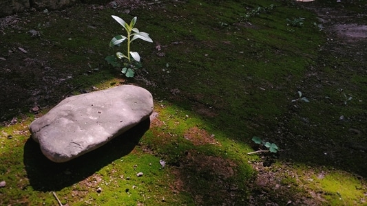 手机摄影-夏天-石头-植物-幼苗 图片素材