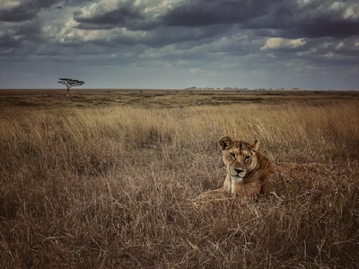 肯尼亚-非洲狮-狩猎-马赛马拉-非洲猎豹 图片素材