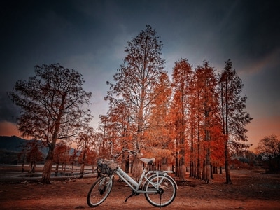 宏村-骑行-水杉-自行车-自行车 图片素材