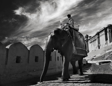 印度-琥珀堡-大象-马-动物 图片素材