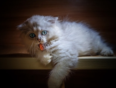 猫-宠物-波斯猫-动物-猫 图片素材