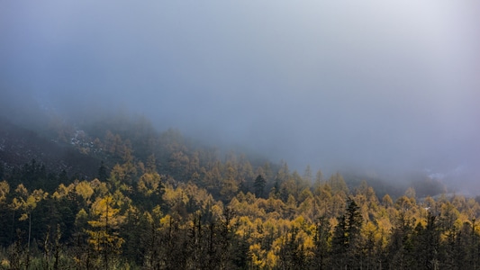 雾-雪山-松树-风光-阿坝州 图片素材