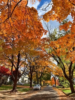 美国-中部-大学秋景-手机拍摄-风景 图片素材