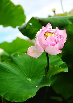 旅行-厦门-园博园-荷花-莲花 图片素材