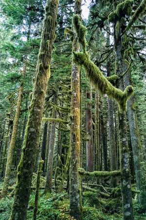7日打卡挑战-旅行-西雅图-瑞尼尔雪山-树 图片素材