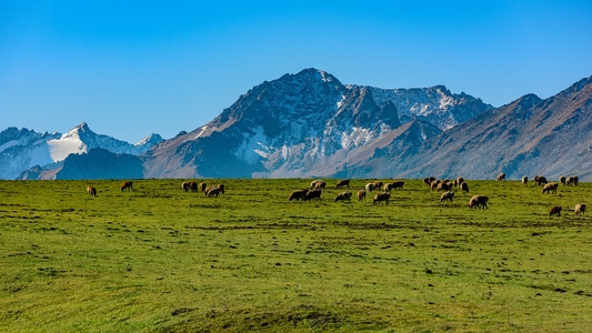 风光-色彩-雪山-草原-琼库什台 图片素材
