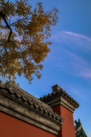 风光-色彩-夕阳-树-红墙 图片素材