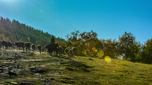 风光-色彩-山脉-牛群转场-新疆 图片素材