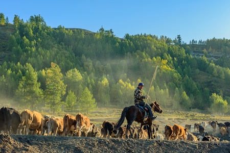 风光-色彩-草原-牛群转场-新疆 图片素材