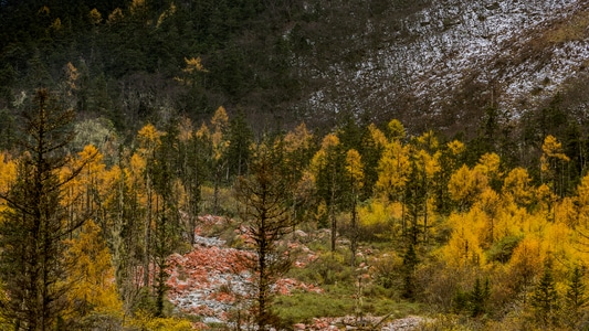 松树-红石-雪山-雪-色彩 图片素材