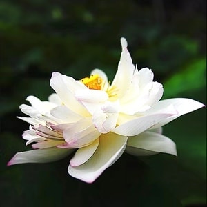 旅行-厦门-园博园-花-荷花 图片素材