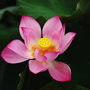 旅行-厦门-园博园-花-花朵 图片素材