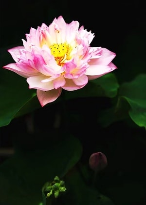 旅行-厦门-园博园-花-荷花 图片素材