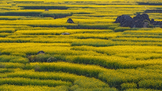 风光-色彩-纪实-罗平油菜花-风景 图片素材