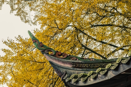 风光-色彩-古庙-秋季-青城山 图片素材
