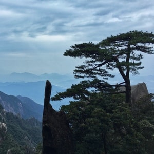 江西-三清山-手机拍摄-仙人指路-松树 图片素材