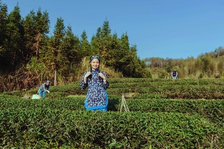 70周年摄影大赛-70周年人文-福建-武夷山-茶山 图片素材