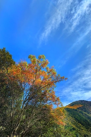 风光-色彩-红叶-阿坝州-米亚罗 图片素材