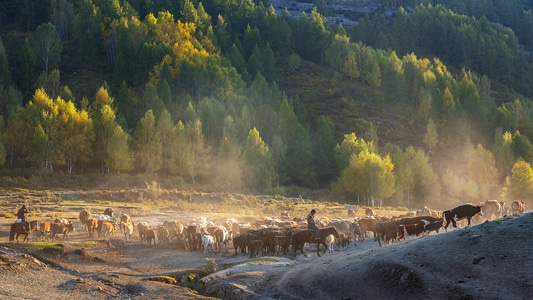 风光-色彩-牛群-牧民-新疆 图片素材
