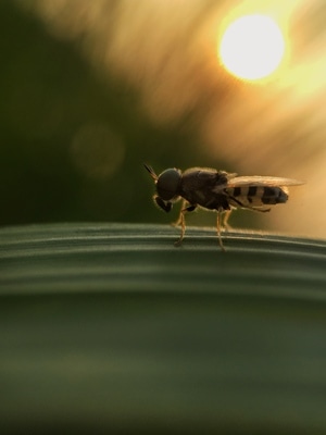 微距-自然-奇妙的昆虫-昆虫-蜜蜂 图片素材