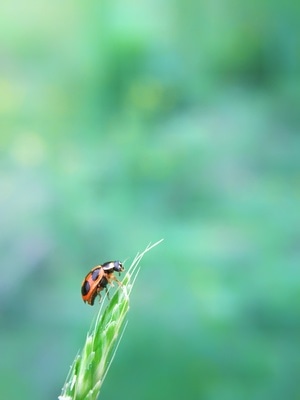 奇妙的昆虫-微距-自然-瓢虫-昆虫 图片素材