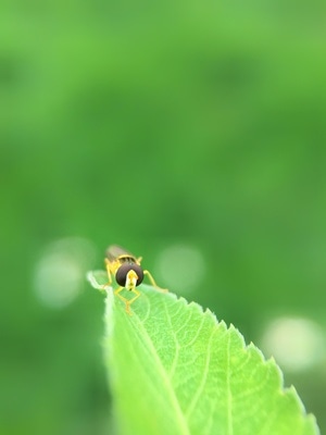 微距-自然-奇妙的昆虫-昆虫-食蚜蝇 图片素材