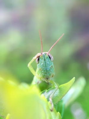 奇妙的昆虫-微距-自然-昆虫-蝗虫 图片素材
