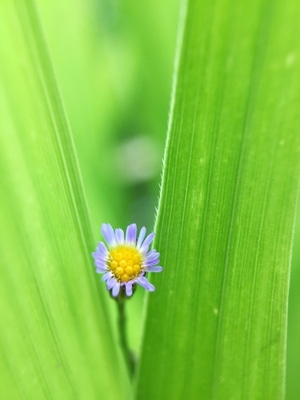 微距-秋日物语-花朵-花朵-菊花 图片素材