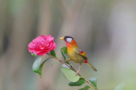 野生動物或鳥類-隨拍-紀实-鸟-鸟类 图片素材