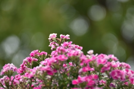 隨拍-生活-温州市-花-花朵 图片素材