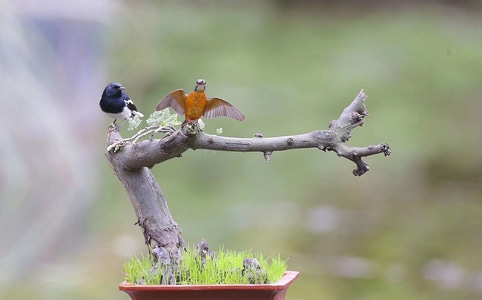 野生動物或鳥類-紀实-隨拍-鸟-鸟类 图片素材