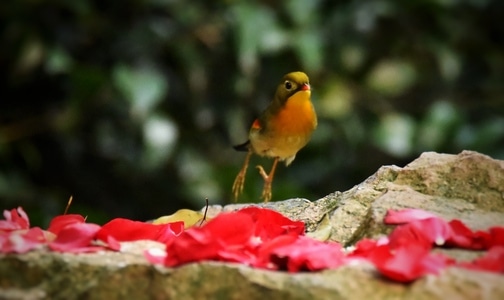 鳥类及野生動物-生活-随拍-鸟-鸟类 图片素材