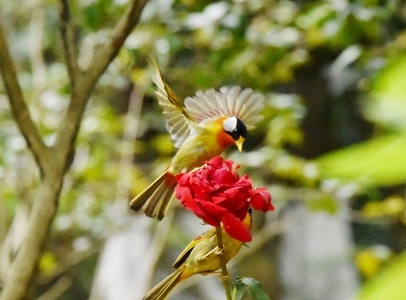 鳥类及野生動物-随拍-生活-鸟-动物 图片素材
