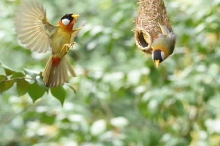 鳥类及野生動物-随拍-生活-鸟-鸟类 图片素材