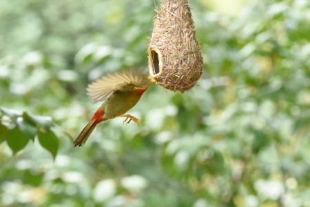 鳥类及野生動物-纪实-生活-鸟-鸟类 图片素材
