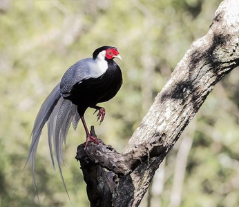 野生動物或鳥類-我的攝影日記-紀实-动物-鸟 图片素材