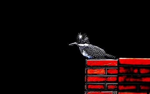 鳥类及野生動物-随拍-生活-动物-鸟 图片素材