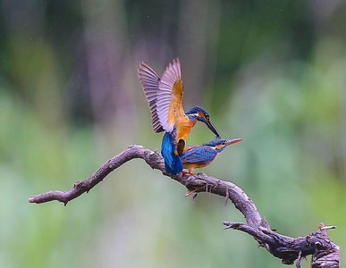 野生動物或鳥類-我的攝影日記-紀实-动物-鸟 图片素材