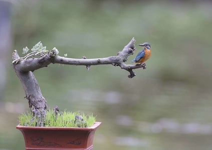 野生動物或鳥類-紀实-隨拍-鸟-动物 图片素材
