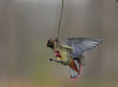 野生動物或鳥類-我的攝影日記-隨拍-动物-鸟 图片素材
