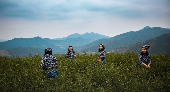 生活-随拍-采茶女-茶园-高兴 图片素材