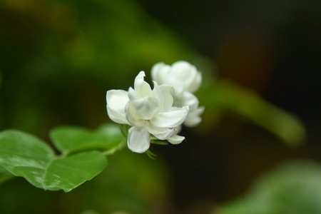植物-隨拍-紀实-茉莉花-花 图片素材