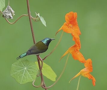 鳥类及野生動物-随拍-生活-鸟-鸟类 图片素材