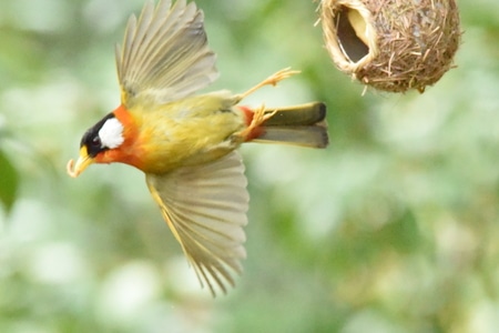 鳥类及野生動物-随拍-生活-鸟-飞鸟 图片素材