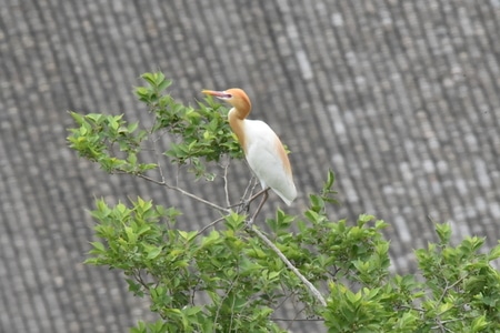 鳥类及野生動物-随拍-生活-鸟-动物 图片素材