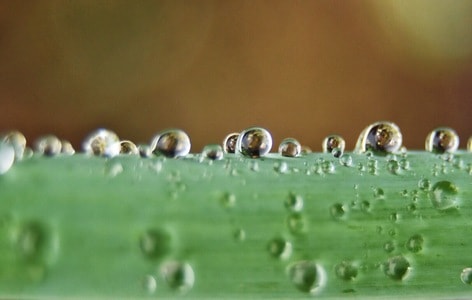 我的摄影故事-生活-植物-水珠-露珠 图片素材