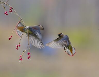 野生動物或鳥類-我的攝影日記-隨拍-动物-野生动物 图片素材