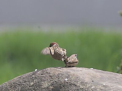 鳥类及野生動物-生活-随拍-动物-鸟 图片素材