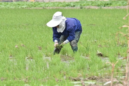 我的摄影故事-生活-記实-田地-田野 图片素材